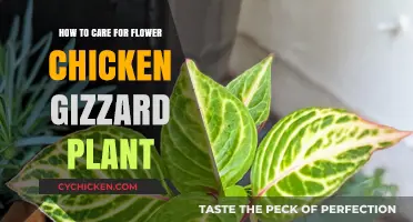 The Ultimate Guide to Caring for Your Gizzard Plant