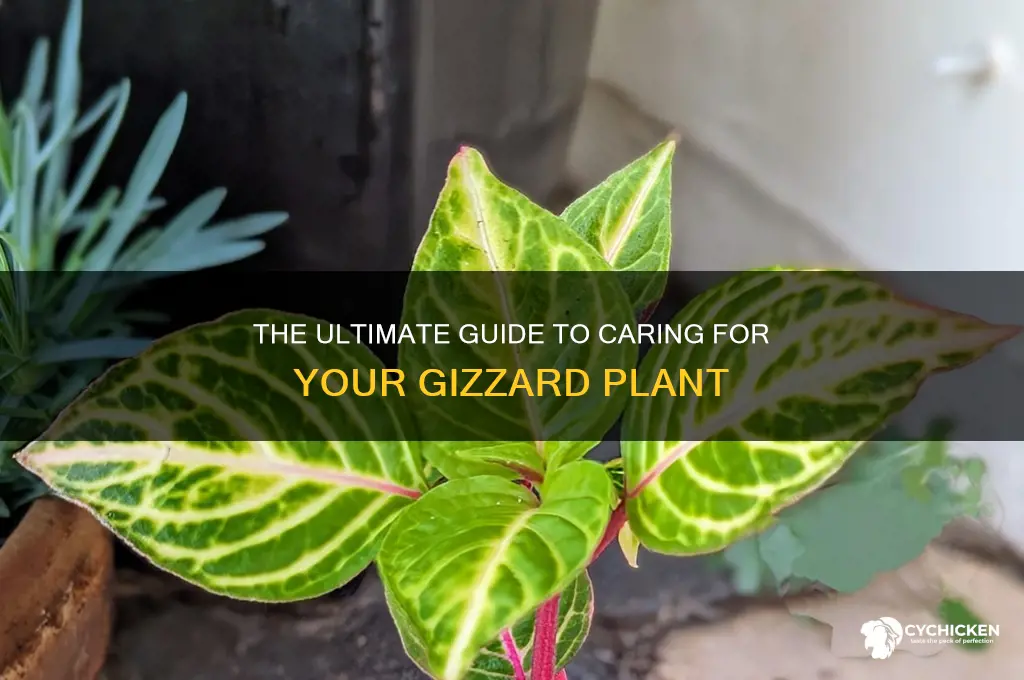 how to care for flower chicken gizzard plant