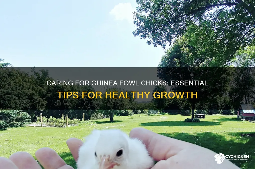 how to care for guinea fowl chicks