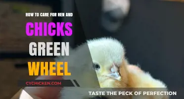The Green Wheel: Caring for Your Hen and Chicks