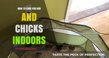 The Ultimate Guide: Caring for Hens and Chicks Indoors
