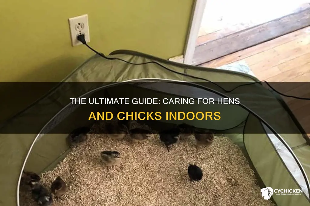 how to care for hen and chicks indoors