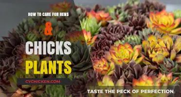 Caring for Hens & Chicks: Essential Tips for Healthy Succulents
