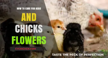 Caring for Hens and Chicks: A Simple Guide