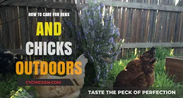 Caring for Hens and Chicks: Outdoor Edition