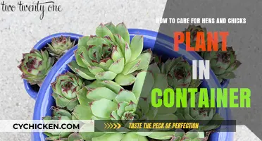 Caring for Hens and Chicks: Container Gardening Guide