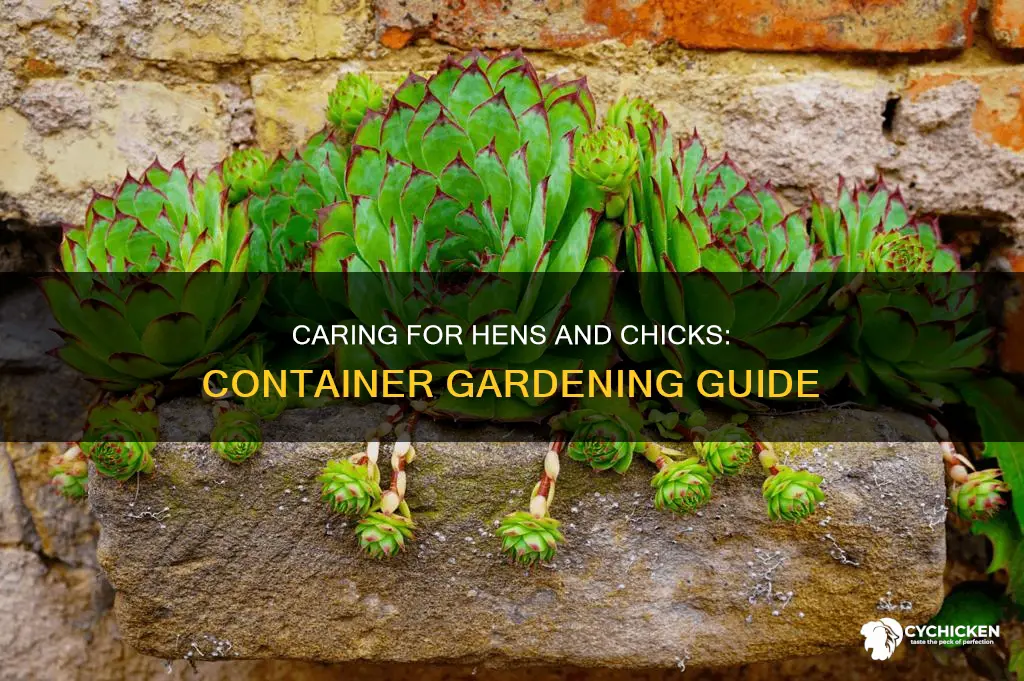 how to care for hens and chicks plant in container