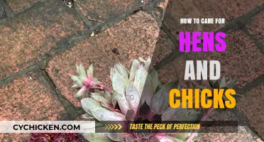 Caring for Hens and Chicks: Essential Tips for Healthy Succulents