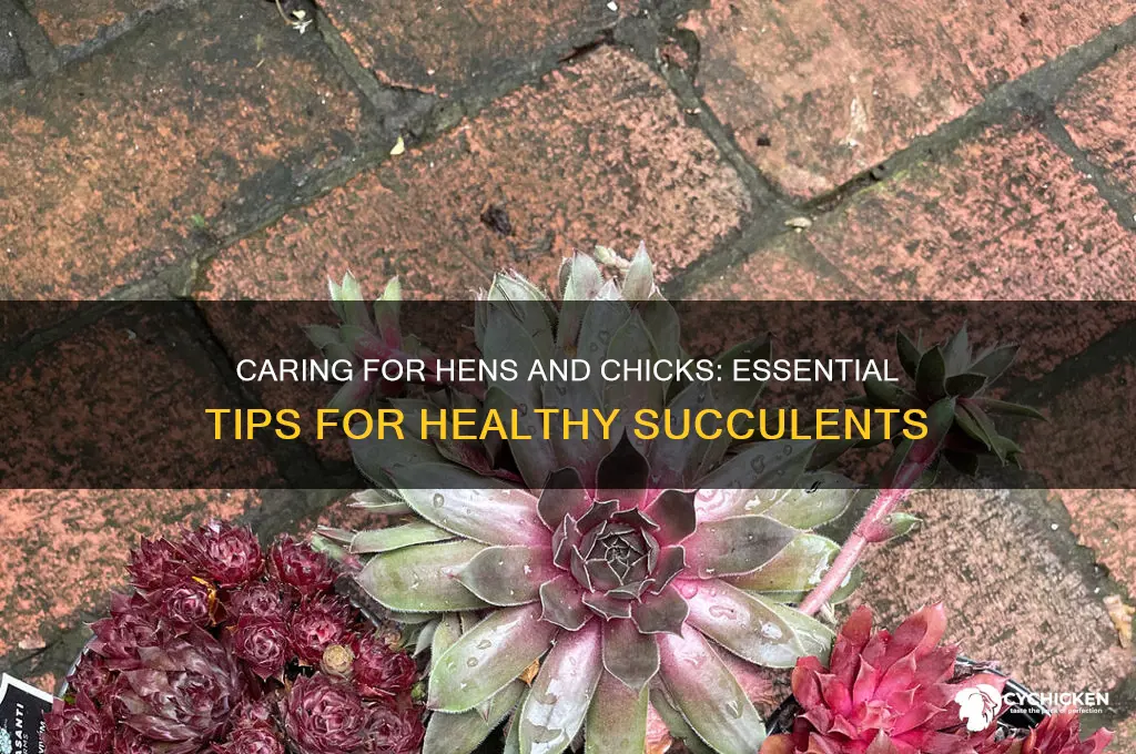 how to care for hens and chicks