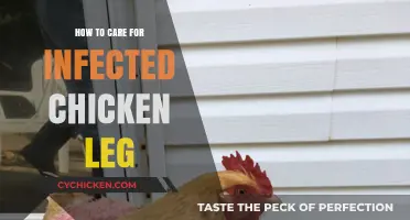 Treating Infected Chicken Legs: Essential Care Tips for Poultry Health
