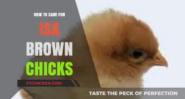 Caring for Isa Brown Chicks: Essential Tips for Healthy Growth