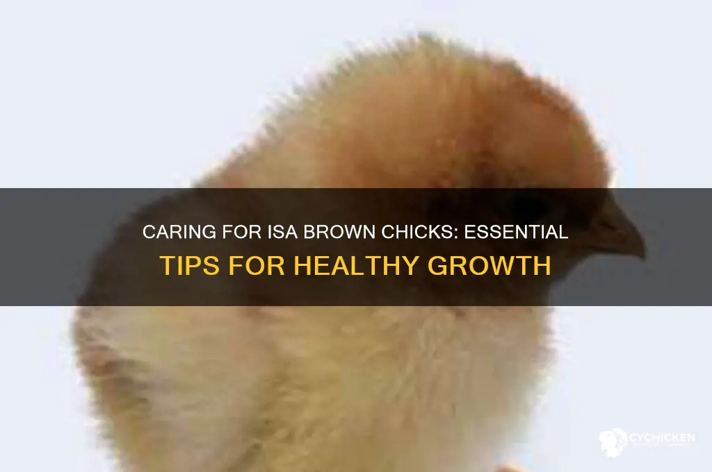 how to care for isa brown chicks
