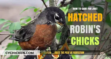 Caring for Newly Hatched Robin Chicks: A Guide