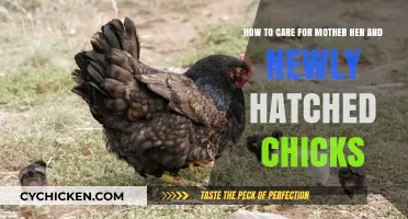 Mother Hen Care: Tips for Newly Hatched Chicks