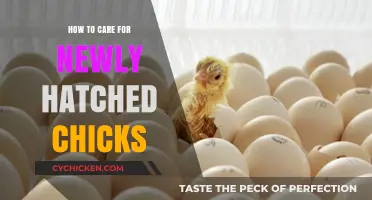 Caring for Newly Hatched Chicks: Essential Tips for Healthy Growth
