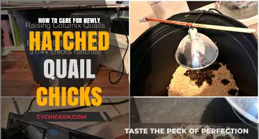 Caring for Newly Hatched Quail Chicks: A Quick Guide