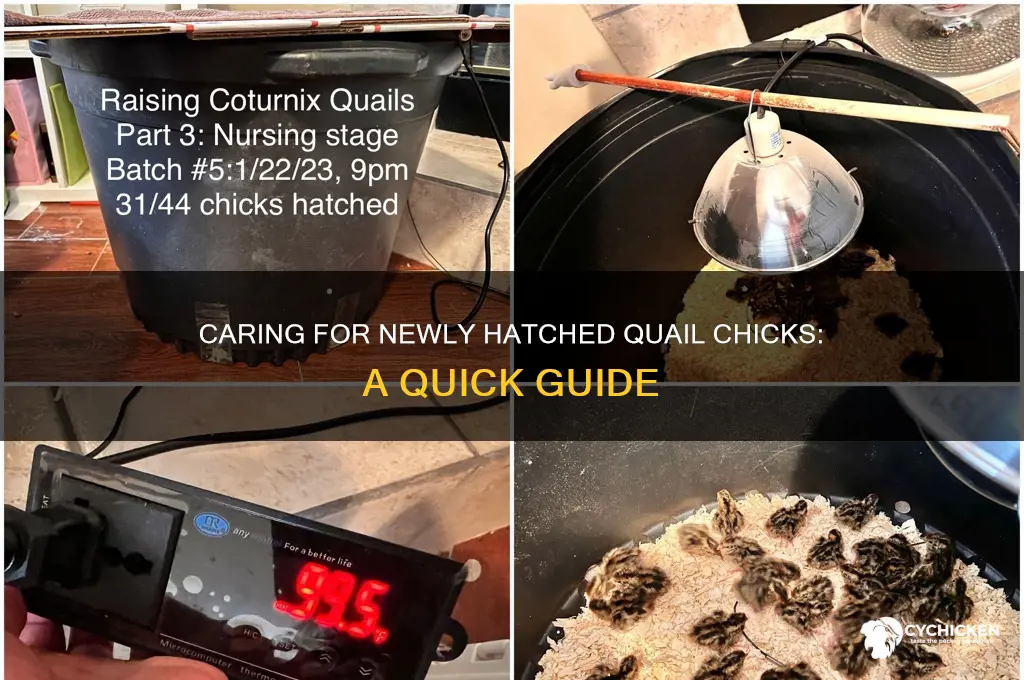 how to care for newly hatched quail chicks
