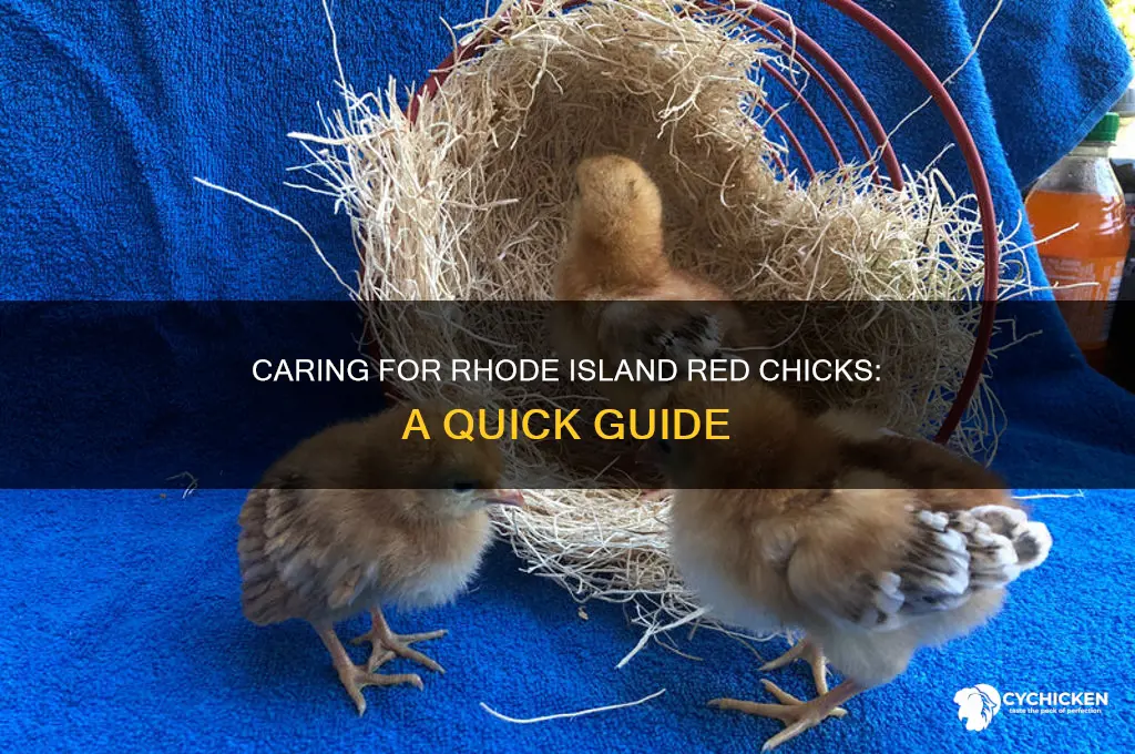 how to care for rhode island red chicks