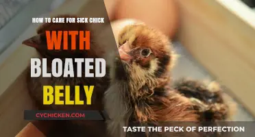 Caring for a Sick Chick: Belly Bloat Relief