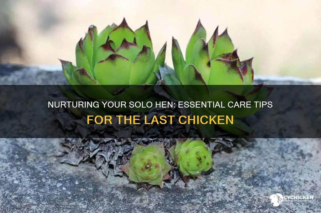 how to care for the last chicken