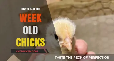 Caring for Week-Old Chicks: Essential Tips for Healthy Growth