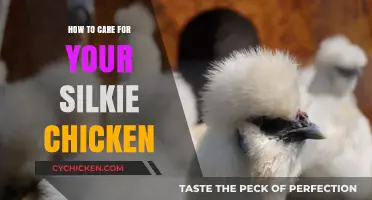 Caring for Silkie Chickens: Essential Tips for Happy, Healthy Birds