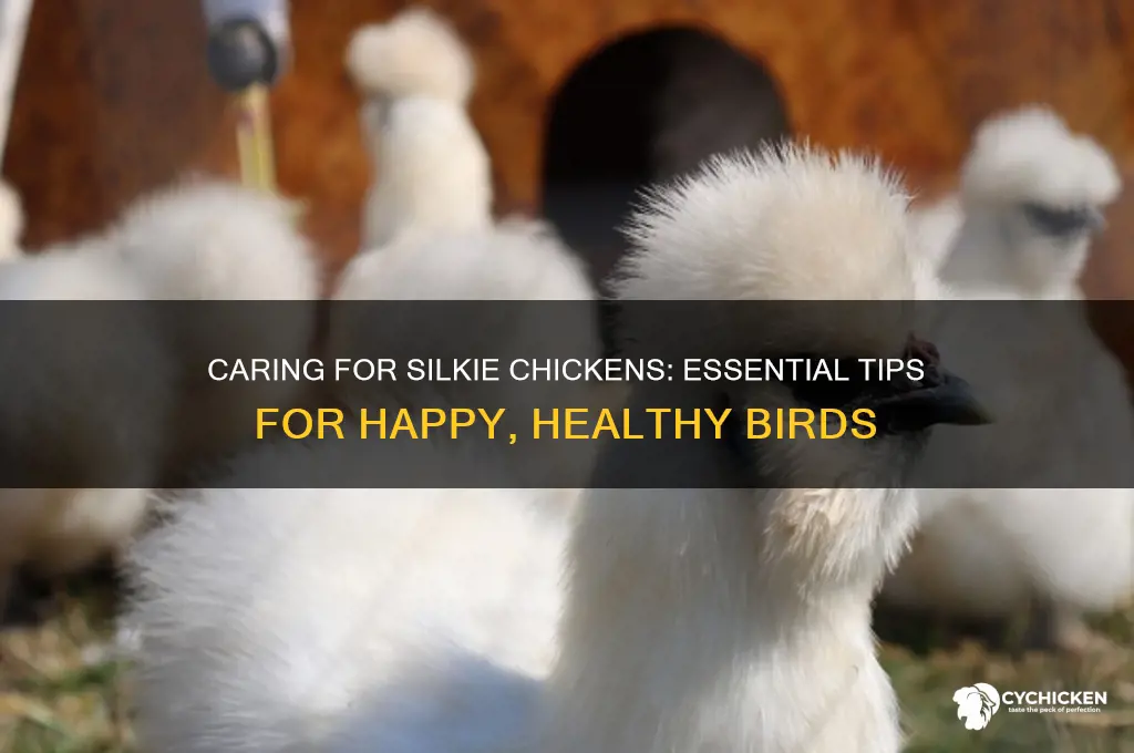how to care for your silkie chicken