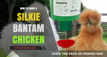 Proper Handling Techniques for Carrying Silkie Bantam Chickens Safely
