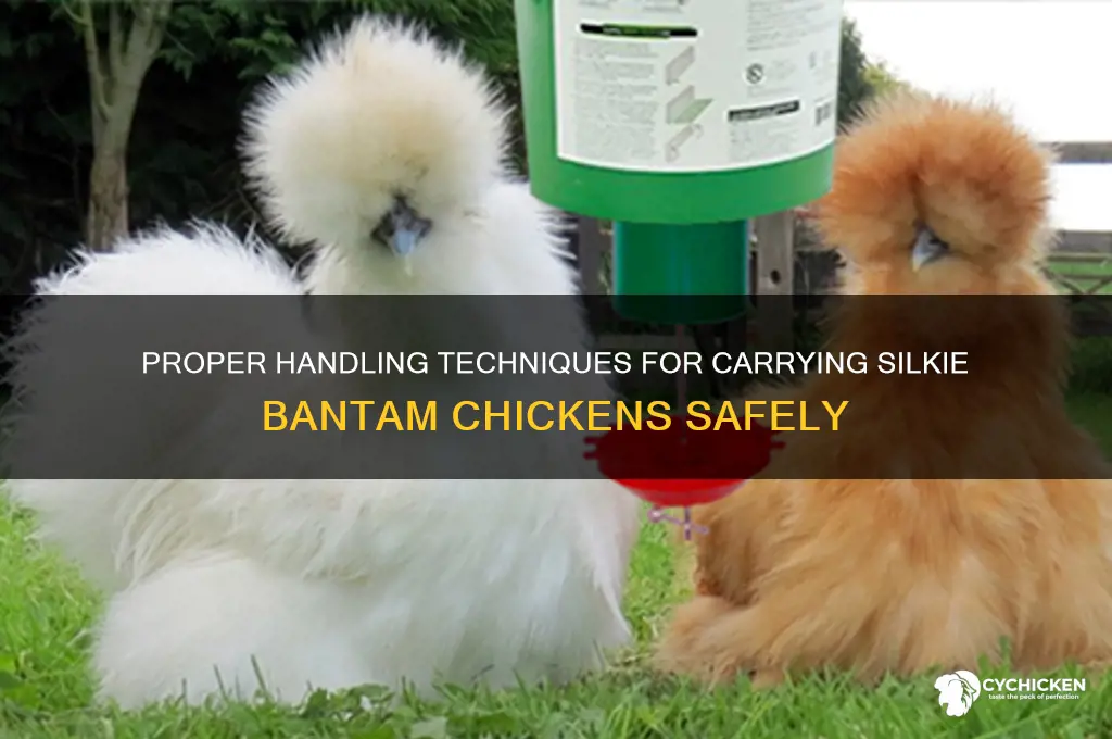 how to carry a silkie bantam chicken