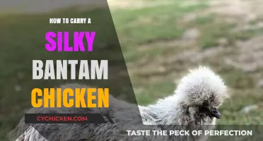 Gentle Handling Tips for Carrying Silky Bantam Chickens Safely