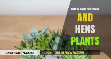 Caring for Chicks and Hens: A Guide to Success