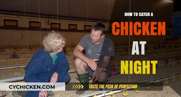 Catching Chickens in the Dark: Tips for Nighttime Poultry Pursuit