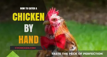 Mastering the Art of Hand-Catching Chickens: Tips and Techniques