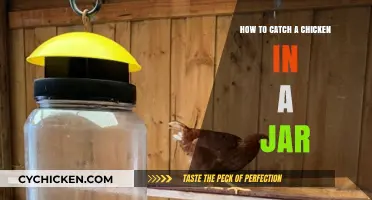 Catching Chickens: Jar Trapping Techniques