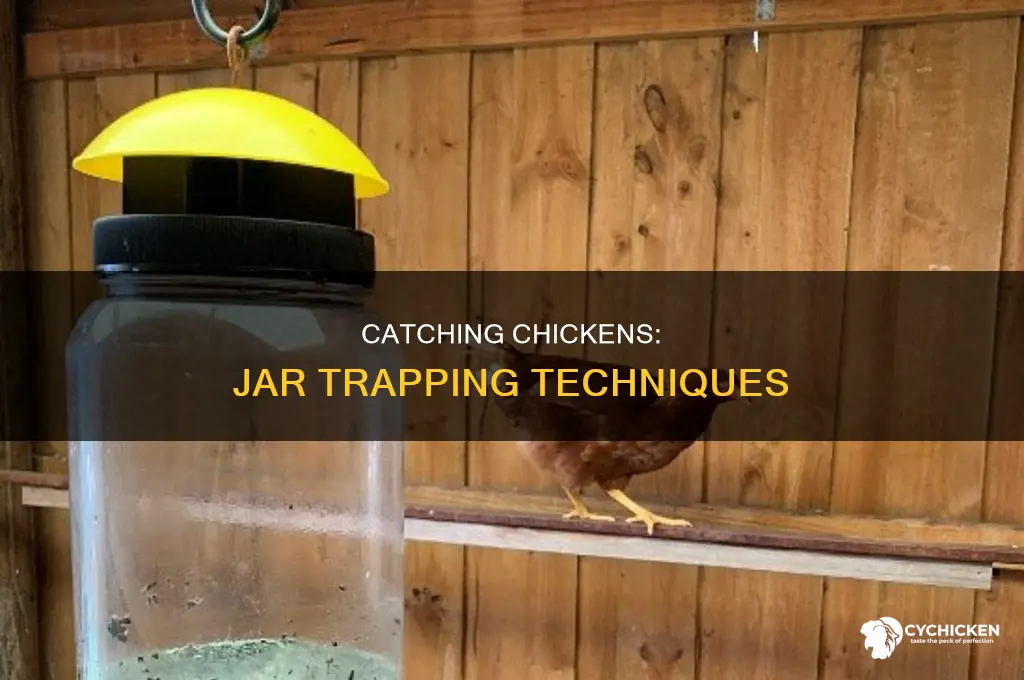 how to catch a chicken in a jar