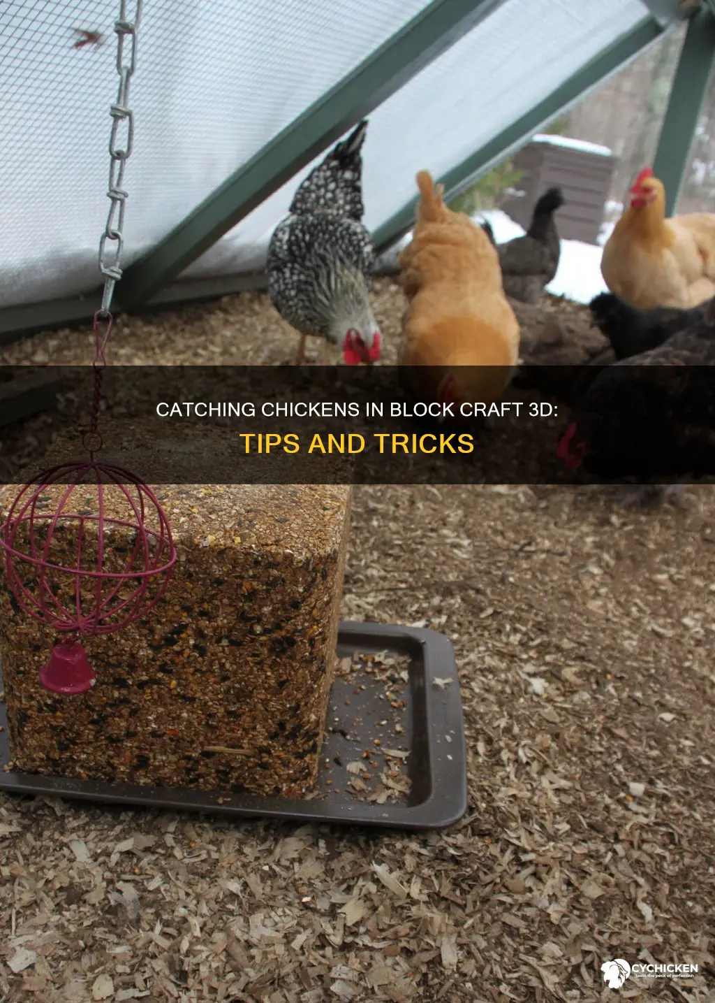 how to catch a chicken in block craft 3d