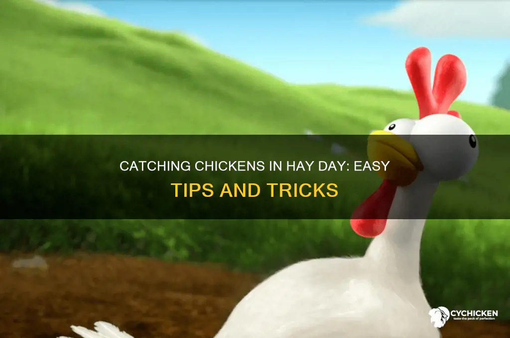 how to catch a chicken in hay day