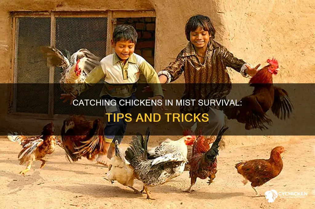 how to catch a chicken in mist survival