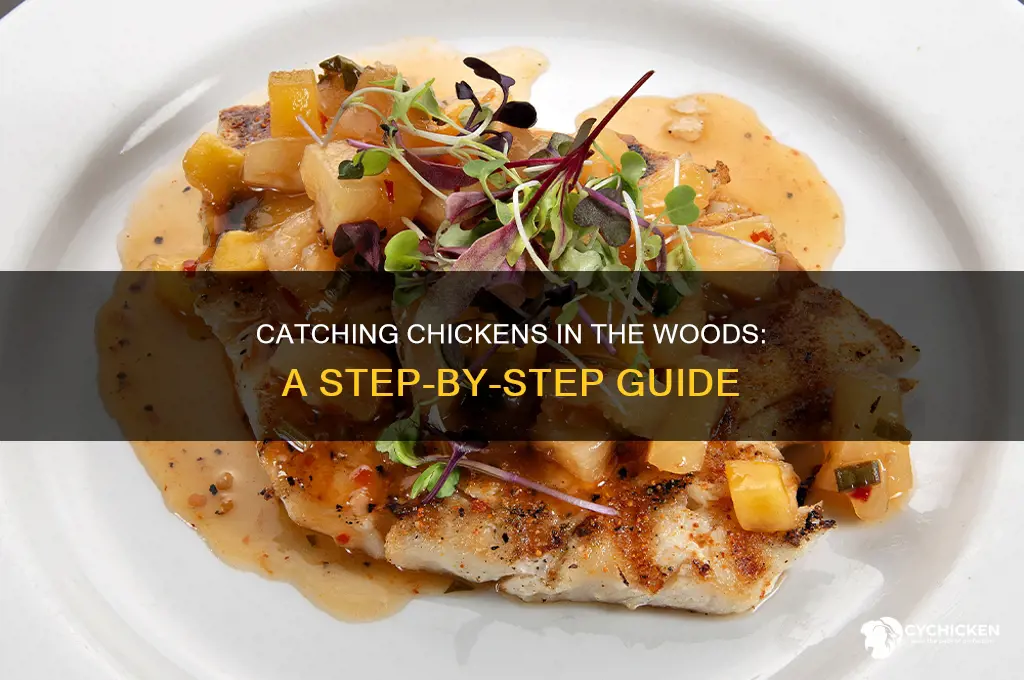 how to catch a chicken in the woods