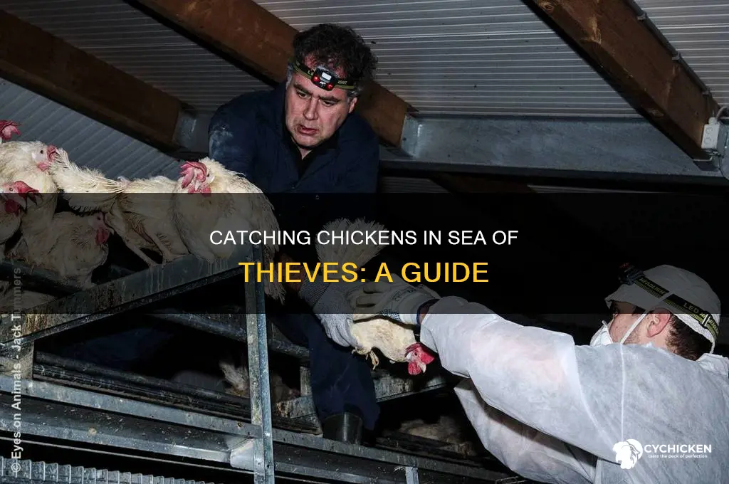 how to catch a chicken sea of thieves