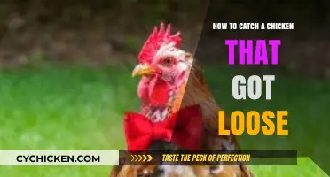 Catching a Loose Chicken: Quick and Easy Steps