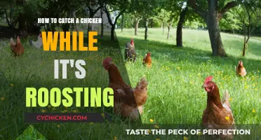 Catching a Roosting Chicken: Tips and Tricks