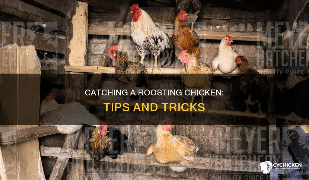 how to catch a chicken while it