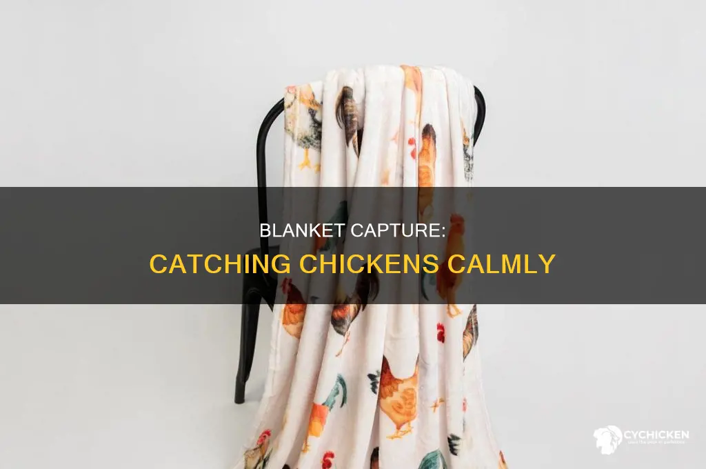 how to catch a chicken with a blanket