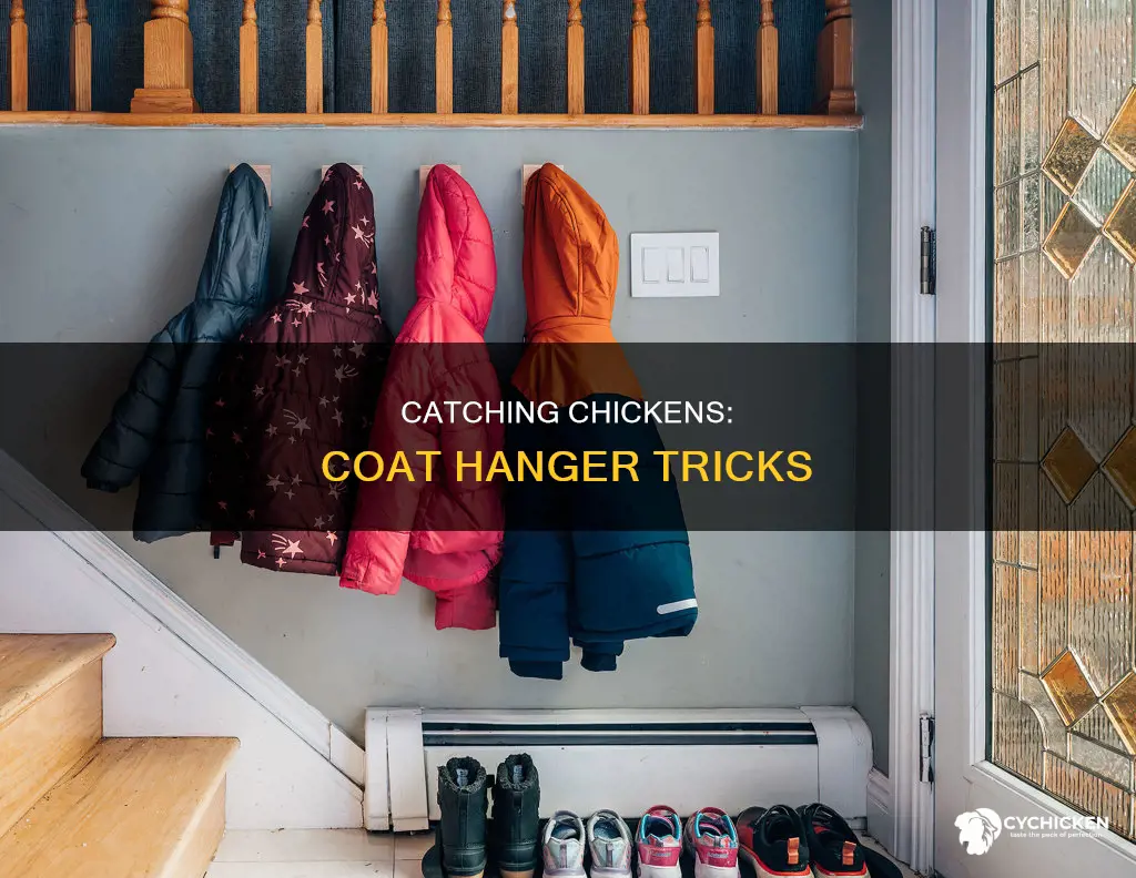 how to catch a chicken with a coat hanger