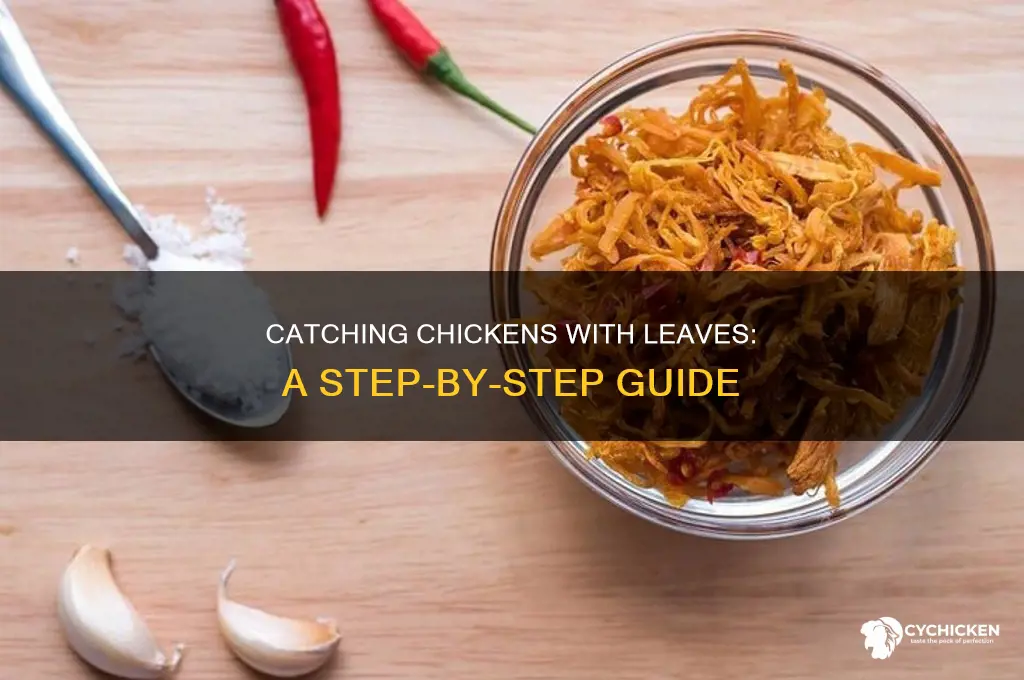 how to catch a chicken with a leaf
