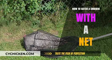 Catching Chickens: Net Techniques for Beginners