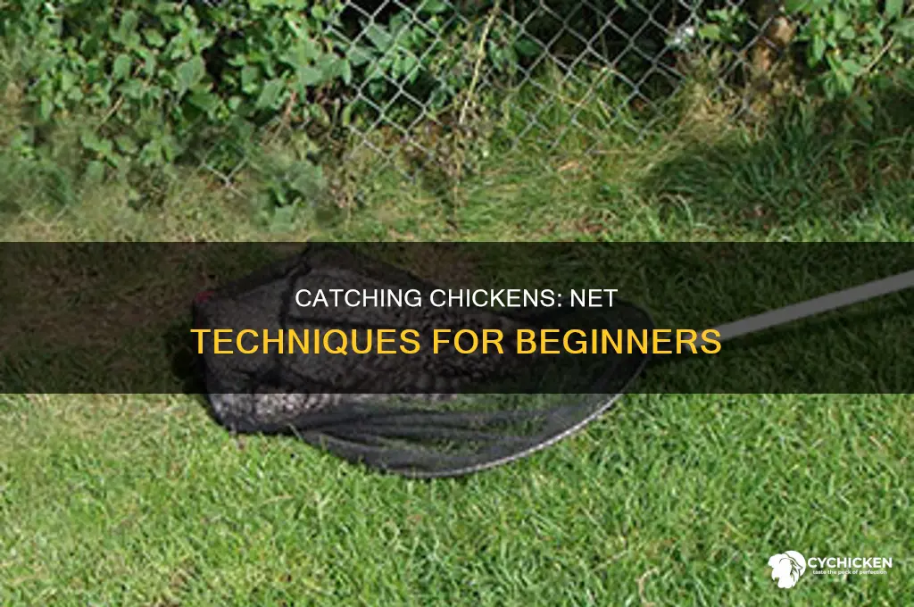how to catch a chicken with a net