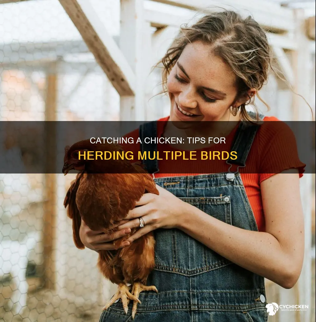 how to catch a chicken with other chickens around