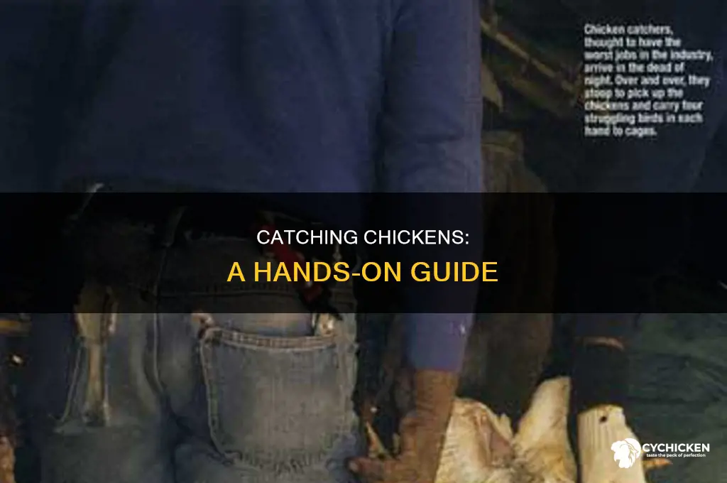 how to catch a chicken with your hands